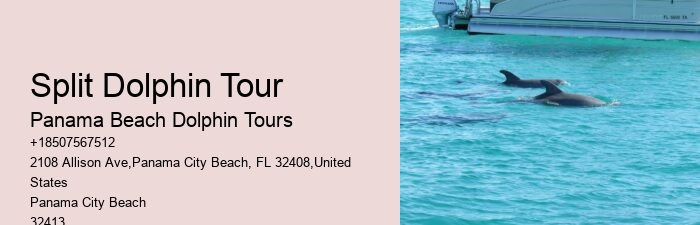 Dolphin And Snorkeling Tours