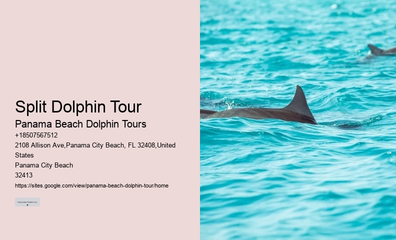 Exclusive Dolphin Discovery and Snorkeling Trips