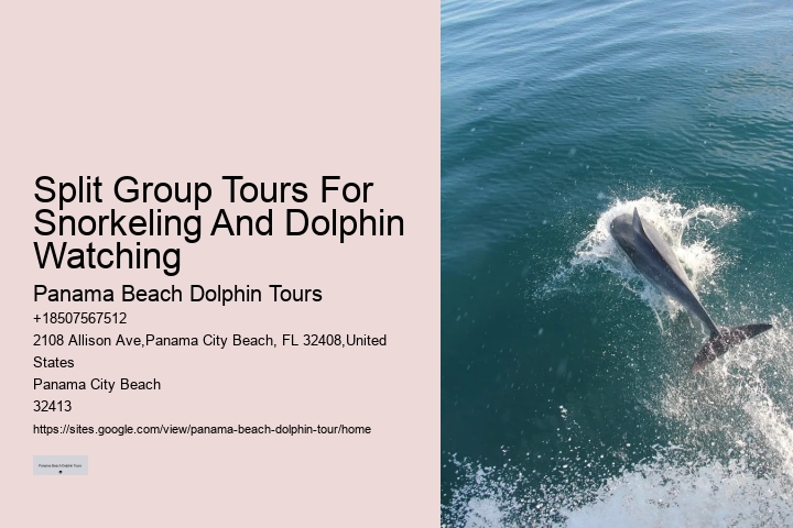 Split Guided Snorkeling And Dolphin Watching Tours