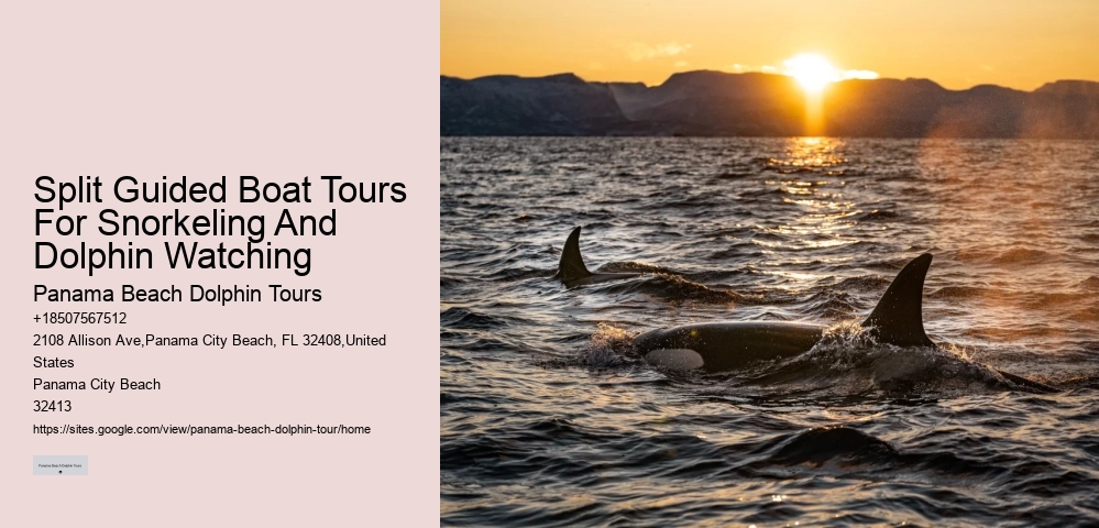 Elite Dolphin Interaction and Snorkeling Tours