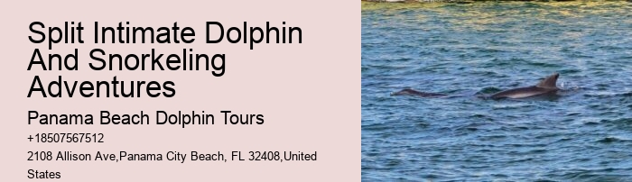 Why Not To Swim With Dolphins