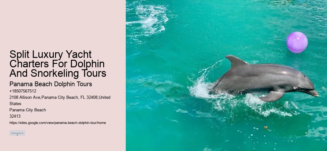 2 Hours Private Dolphin And Snorkeling Tours