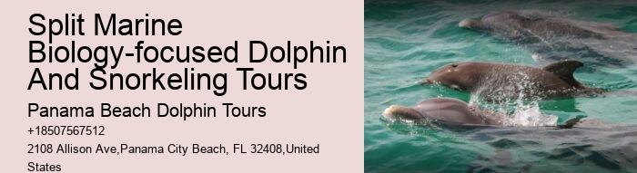 Paradise Dolphin Tours