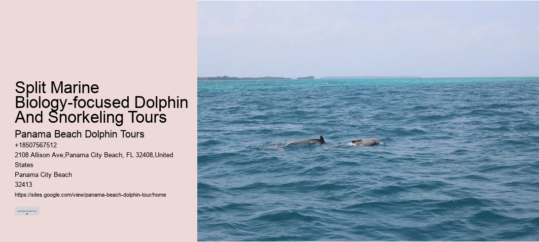 Split Marine Biology-focused Dolphin And Snorkeling Tours