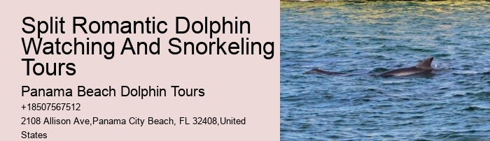 Elite Dolphin Watching with Snorkeling