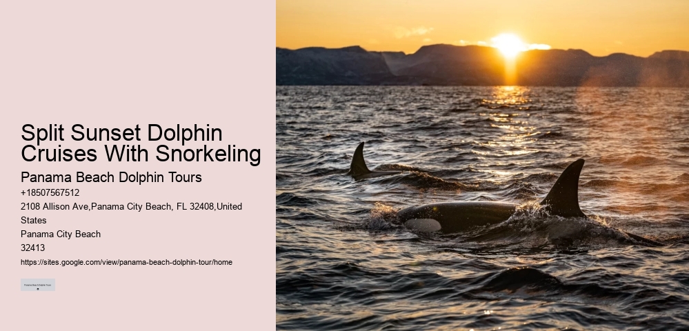 Dolphin Sightseeing Tours