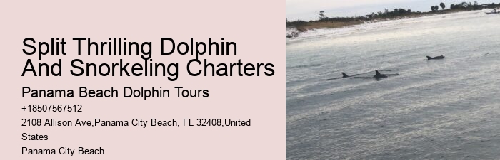 Private Dolphin Tours Orange Beach