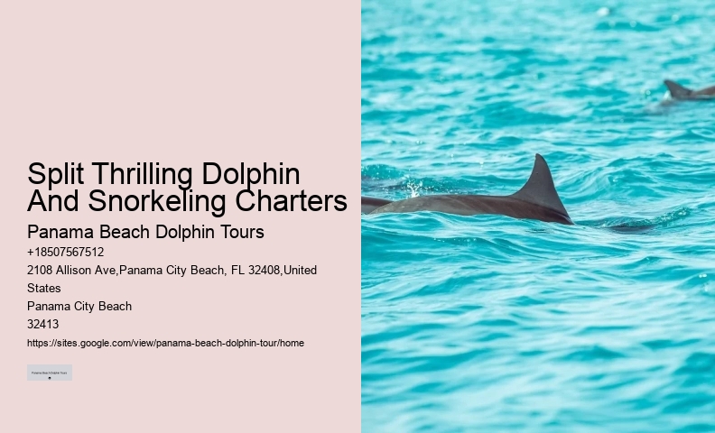 Split Marine Conservation-focused Dolphin And Snorkeling Trips