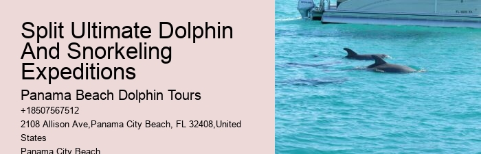 What Is The Difference Between Dolphin Encounter And Dolphin Swim