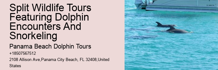 What Time Of Year Are Dolphins Most Active In Florida