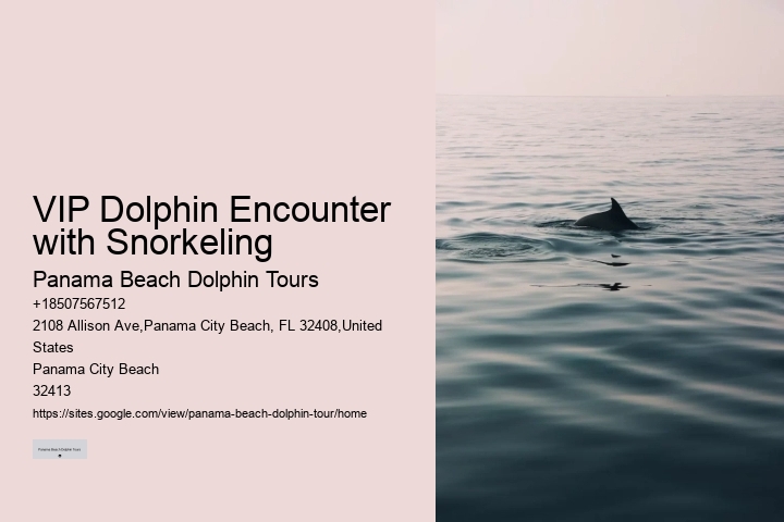 Split Vip Dolphin Watching And Snorkeling Tours