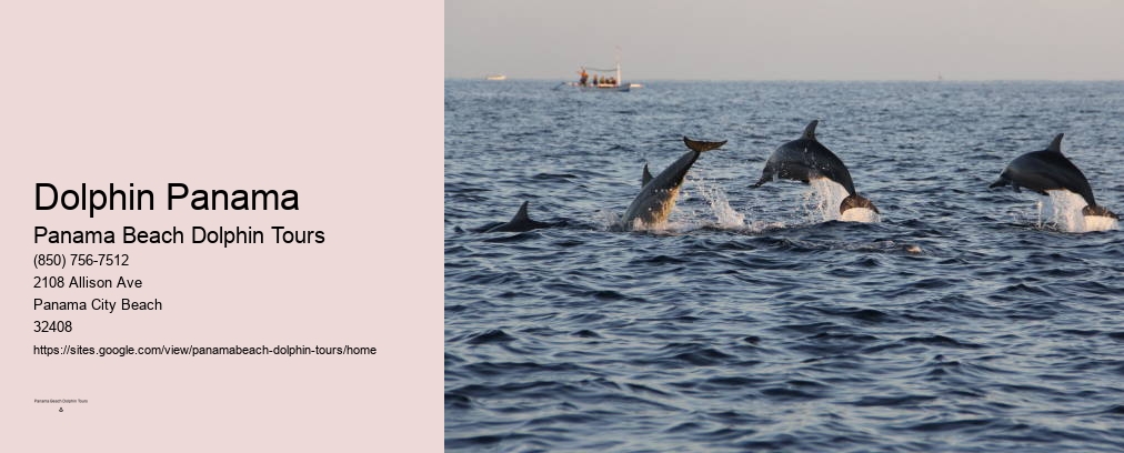 Dolphin Panama