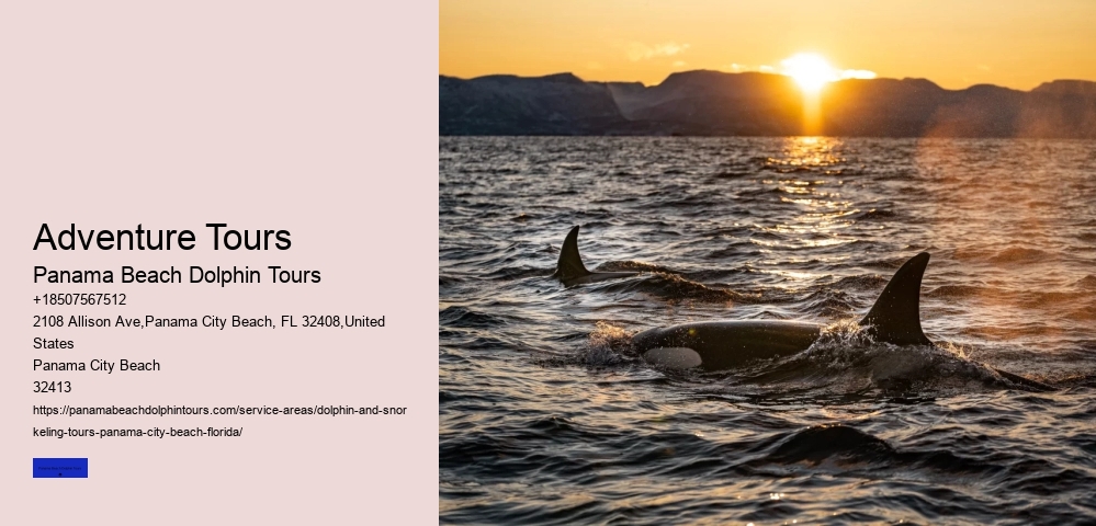 What Is The Best Time Of The Day To See Dolphins