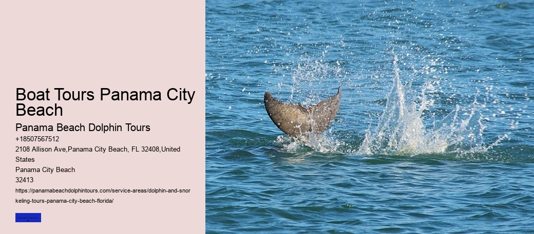 Best Places To See Wild Dolphins