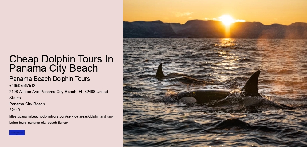 Cheap Dolphin Tours In Panama City Beach