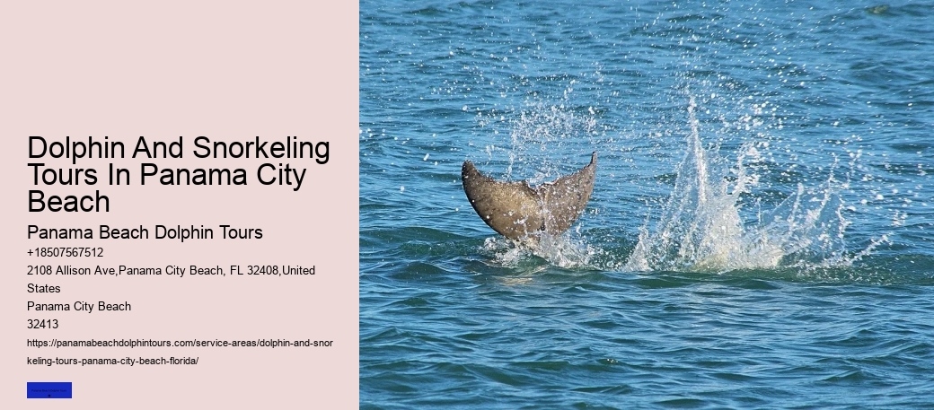 Dolphin And Snorkeling Tours In Panama City Beach