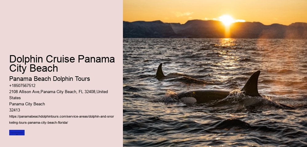 Dolphin And Snorkeling Tours Panama City Beach