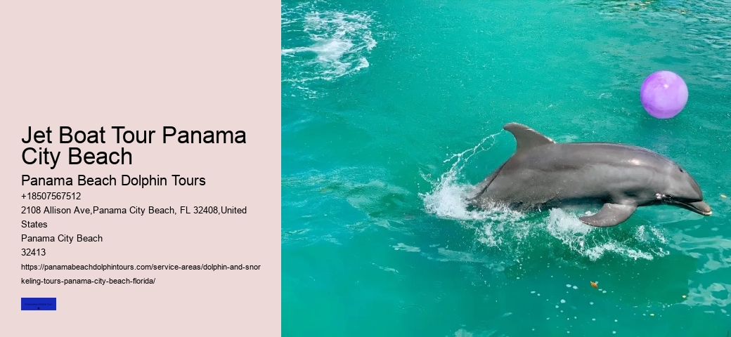 Dolphin & Whale Watching In Panama City Beach