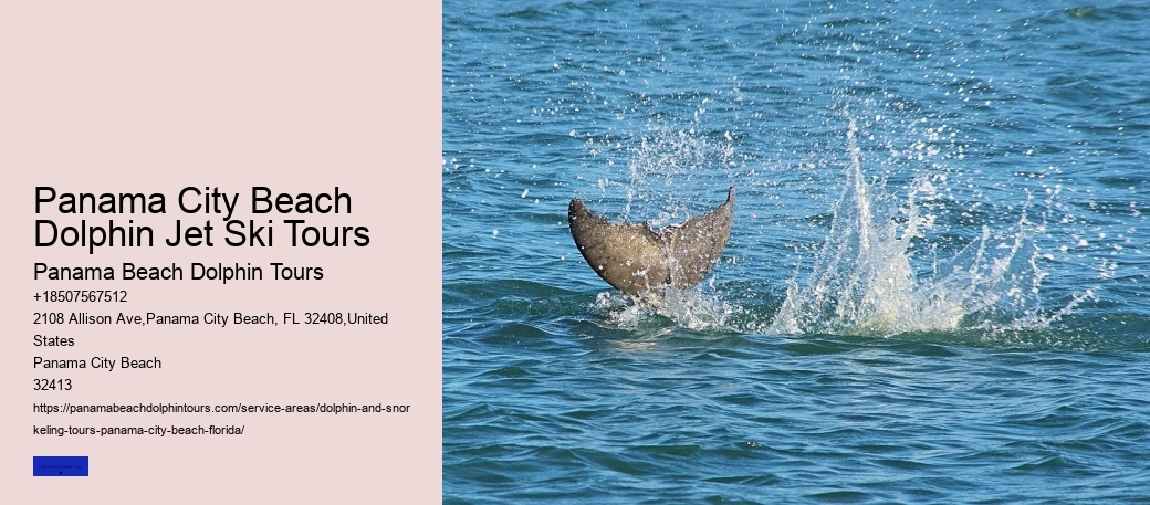 Beach Dolphin Tours Panama City Prices