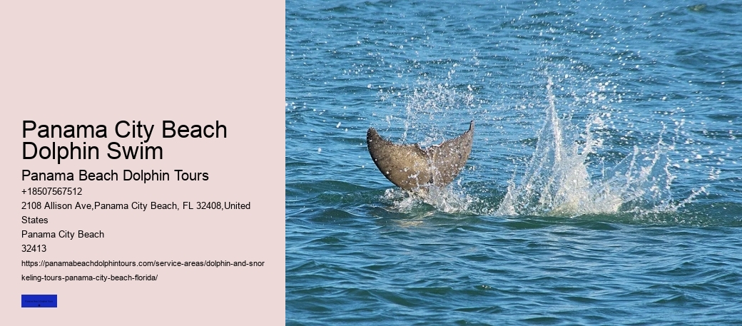 Beach Dolphin Tours