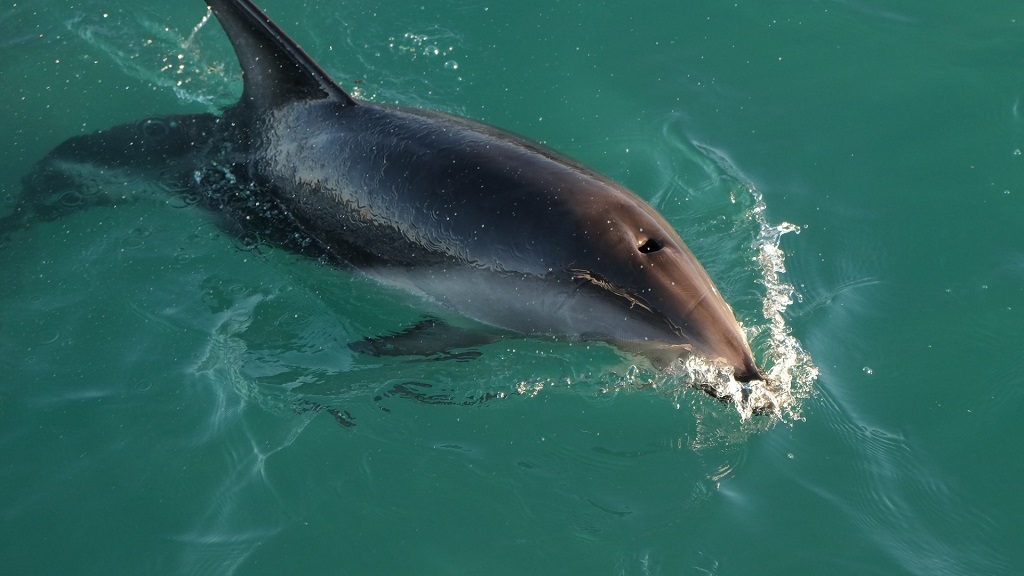 Panama City Beach Boat Tours 503