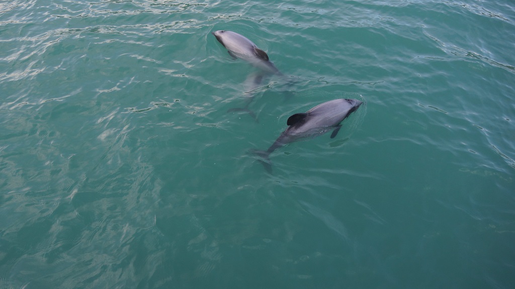 Panama City Beach Boat Tour