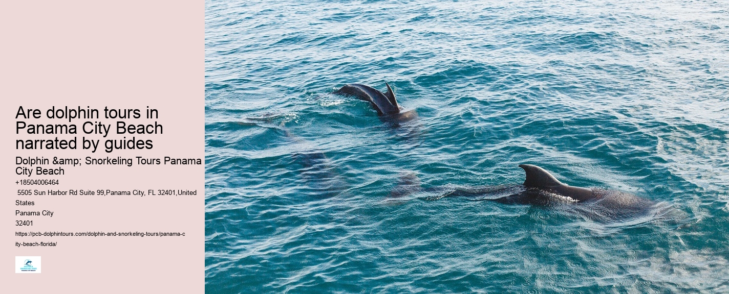 Panama City Beach dolphin experience