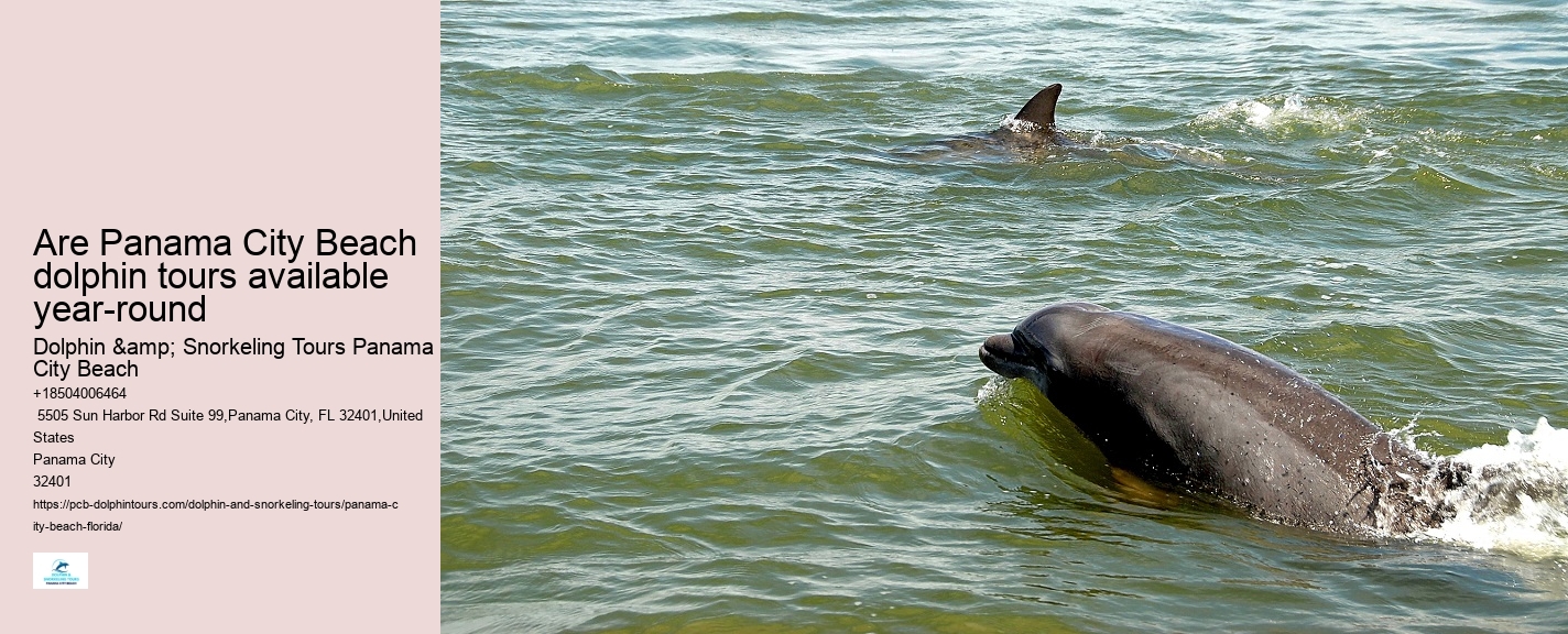 Best Dolphin Tours Panama City Beach