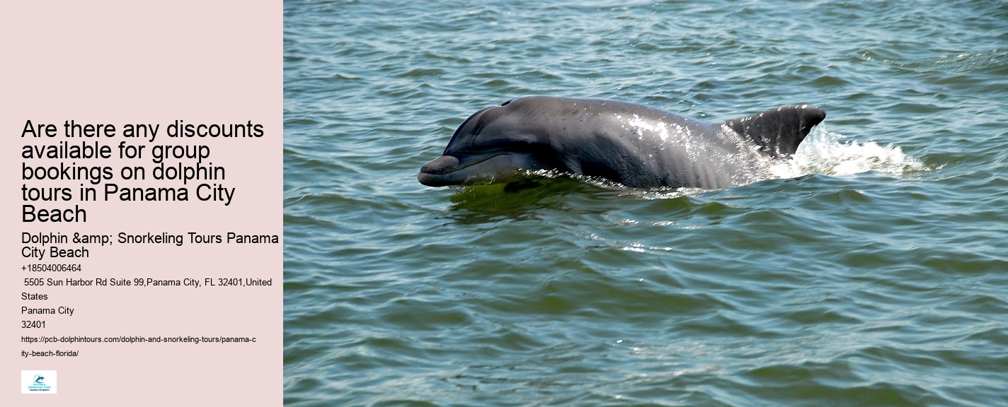 Dolphin Tours