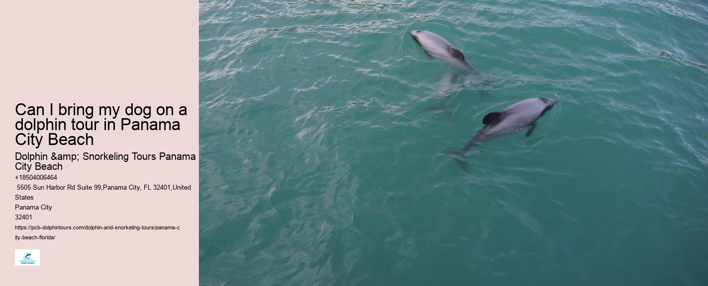 Come Swim With The Dolphins