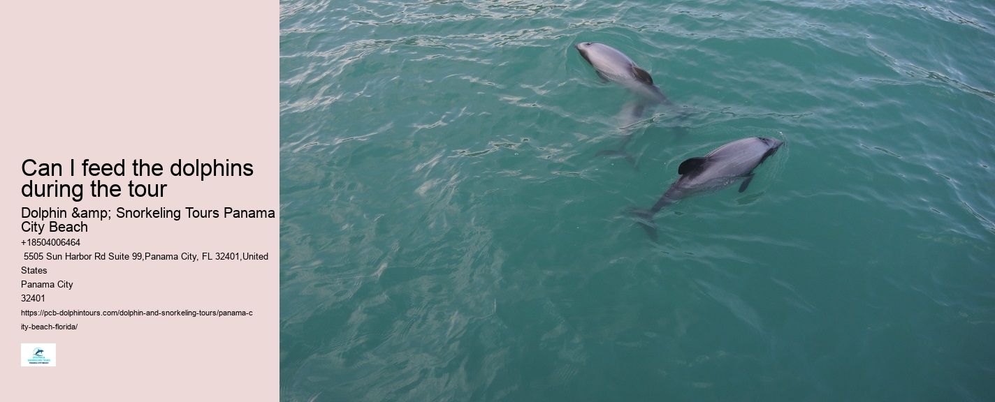 PCB Dolphin Spotting Tours
