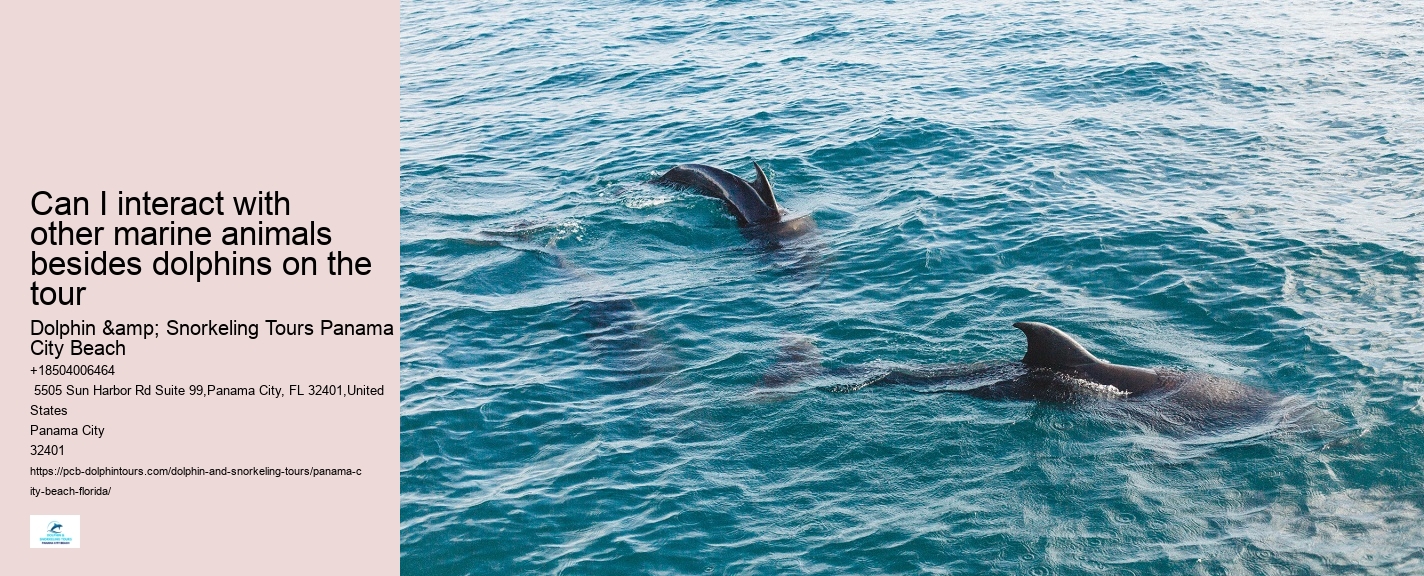 Panama City Beach dolphin exploration trips
