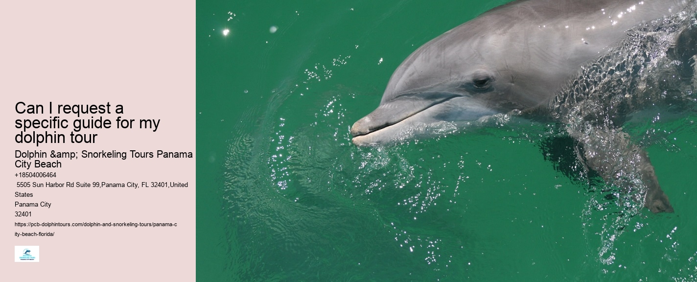 What Is The Best Time Of Day To Go On A Dolphin Tour
