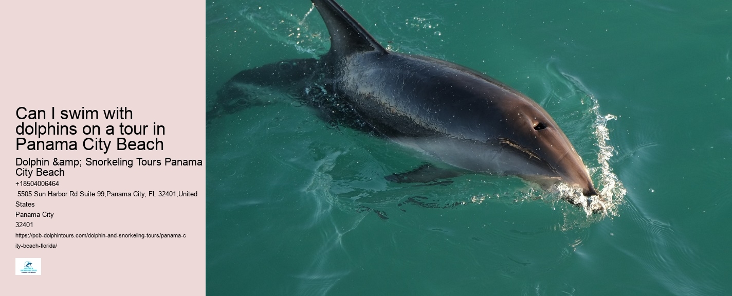 Panama City Beach dolphin watching excursions