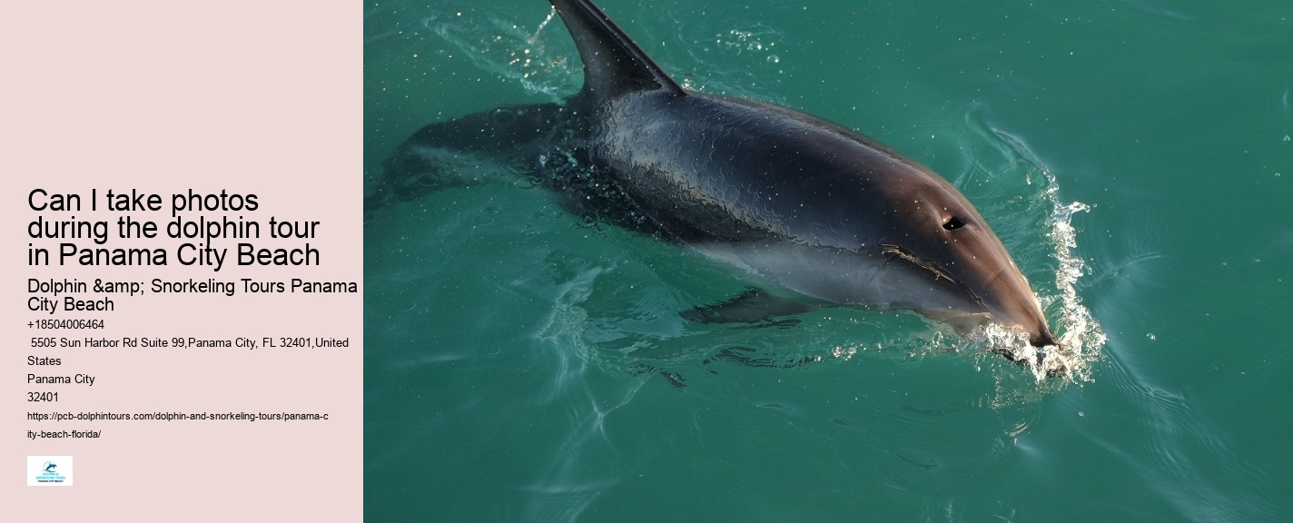 Panama City Beach dolphin boat adventures