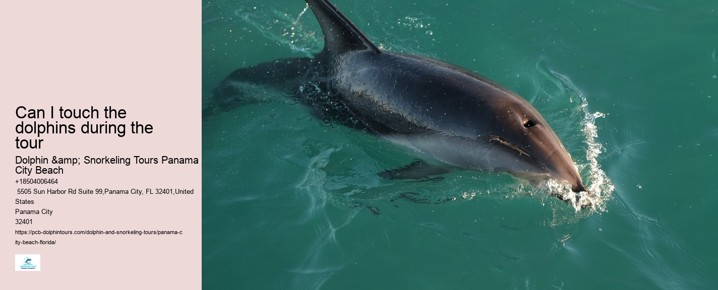 Panama City Beach dolphin sightseeing tours