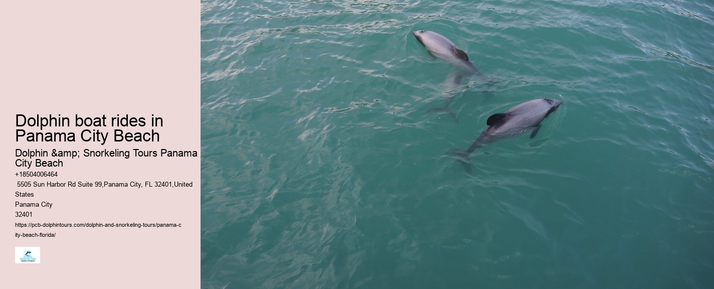 How many dolphins typically appear during a tour in Panama City Beach