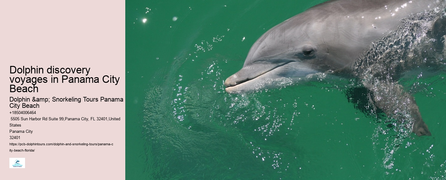Dolphin encounters in Panama City Beach