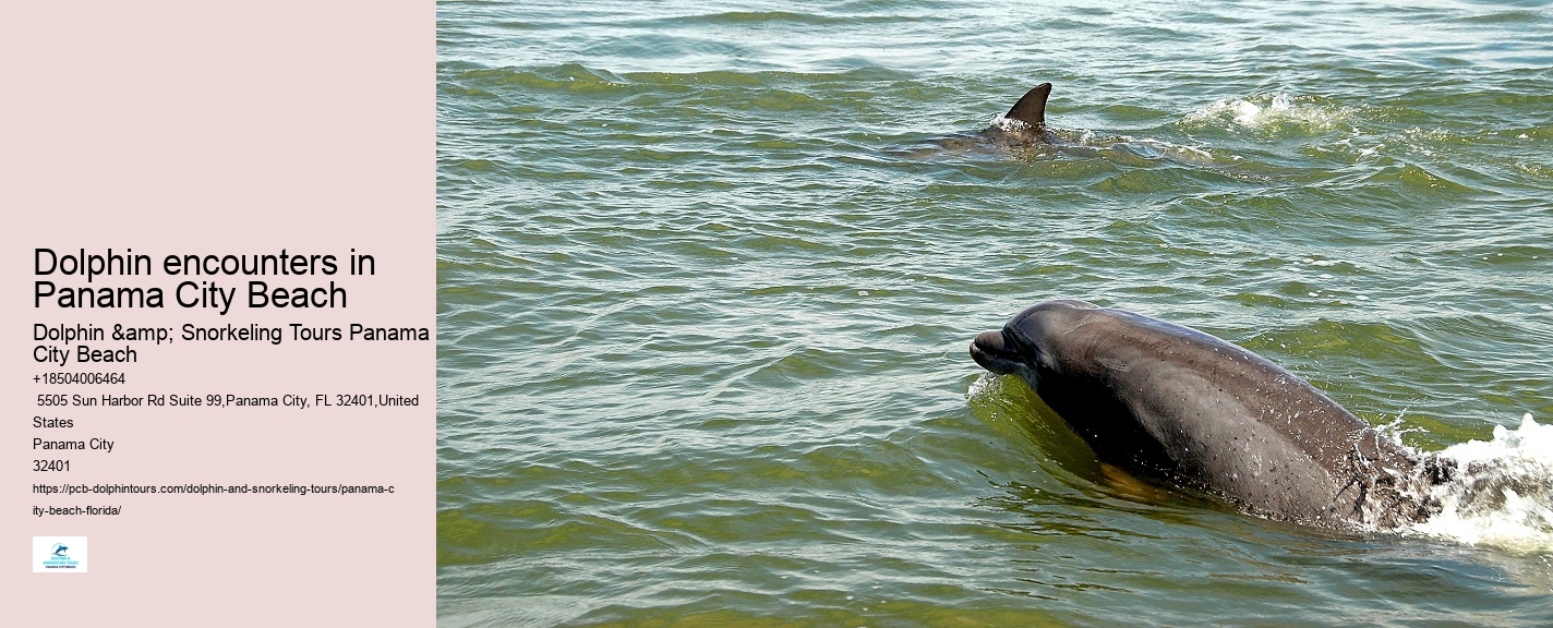 Dolphin Sightseeing