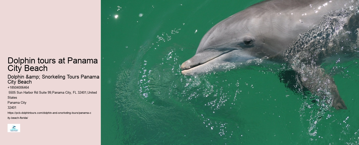 Shell Island Trips & Dolphin Tours