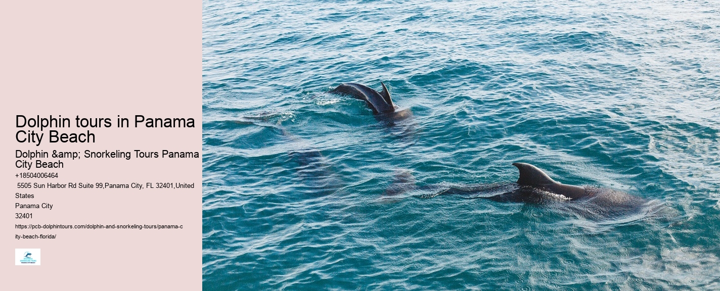 Swimming With Dolphins