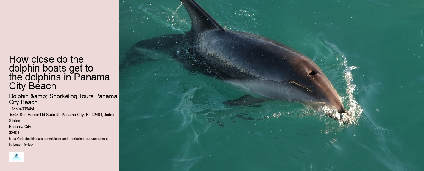 How do I get to the departure point for the dolphin tour