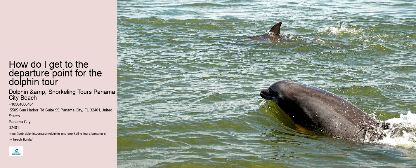 Dolphin Watching Excursions in PCB