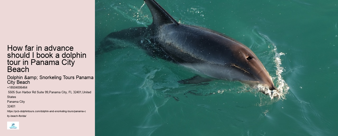 Can You Still Swim With Dolphins In Florida
