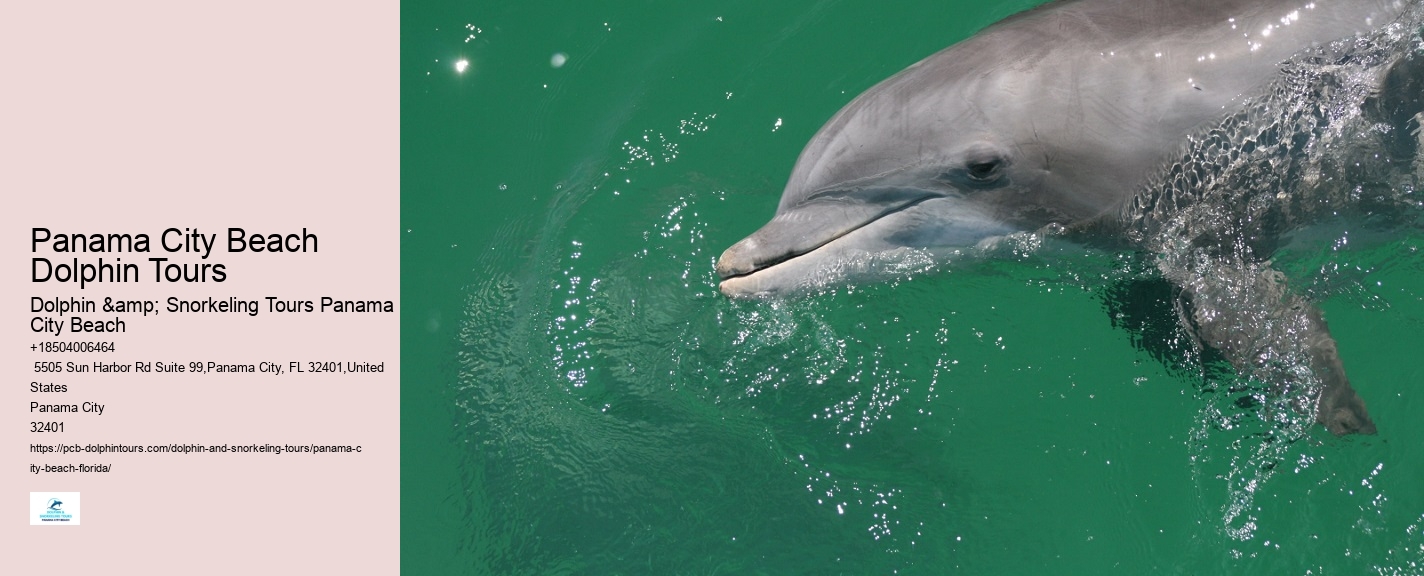 Panama City Beach Dolphin Sightseeing