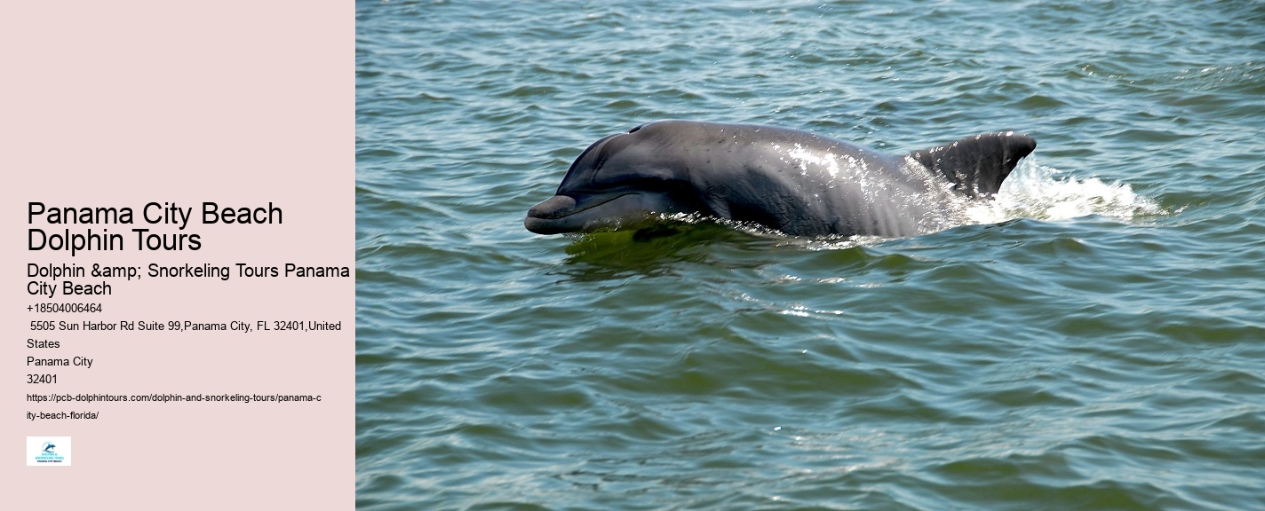 Panama City Beach dolphin watching adventures