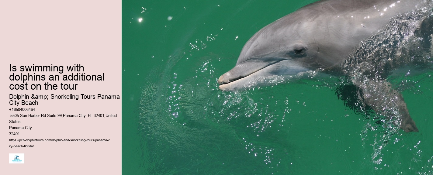 How Much Does It Cost To Swim With The Dolphins In Panama City Beach