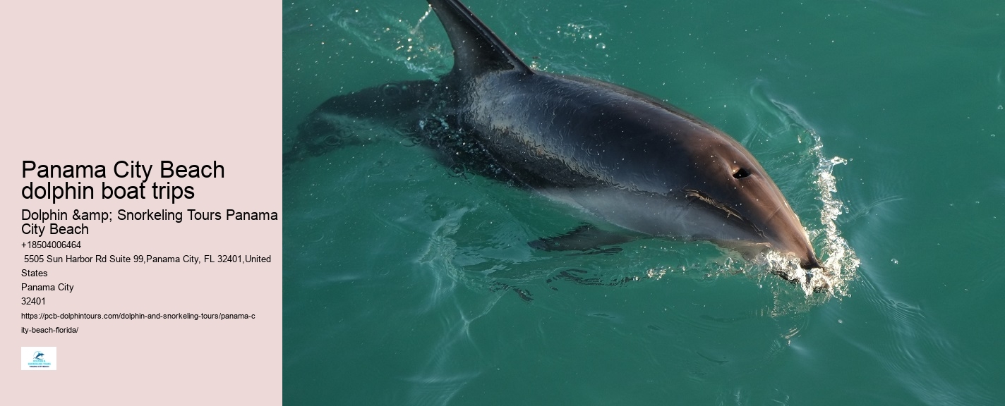 Dolphin spotting tours in Panama City Beach