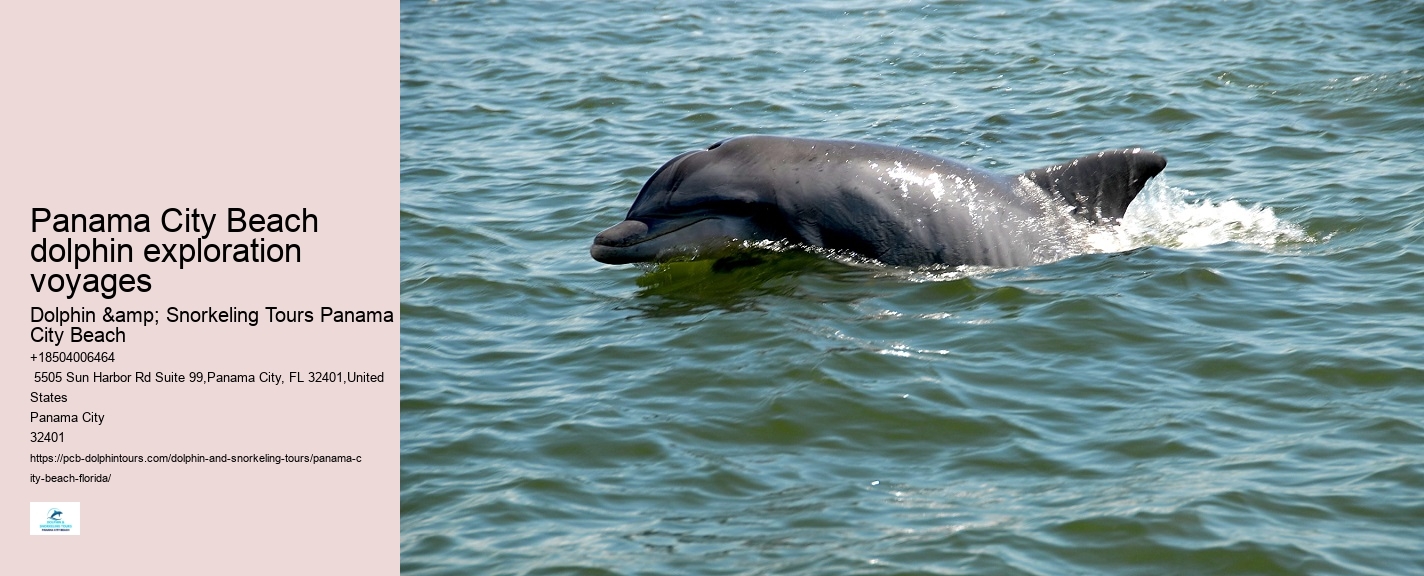 Cheap Dolphin Tours In Panama City Beach