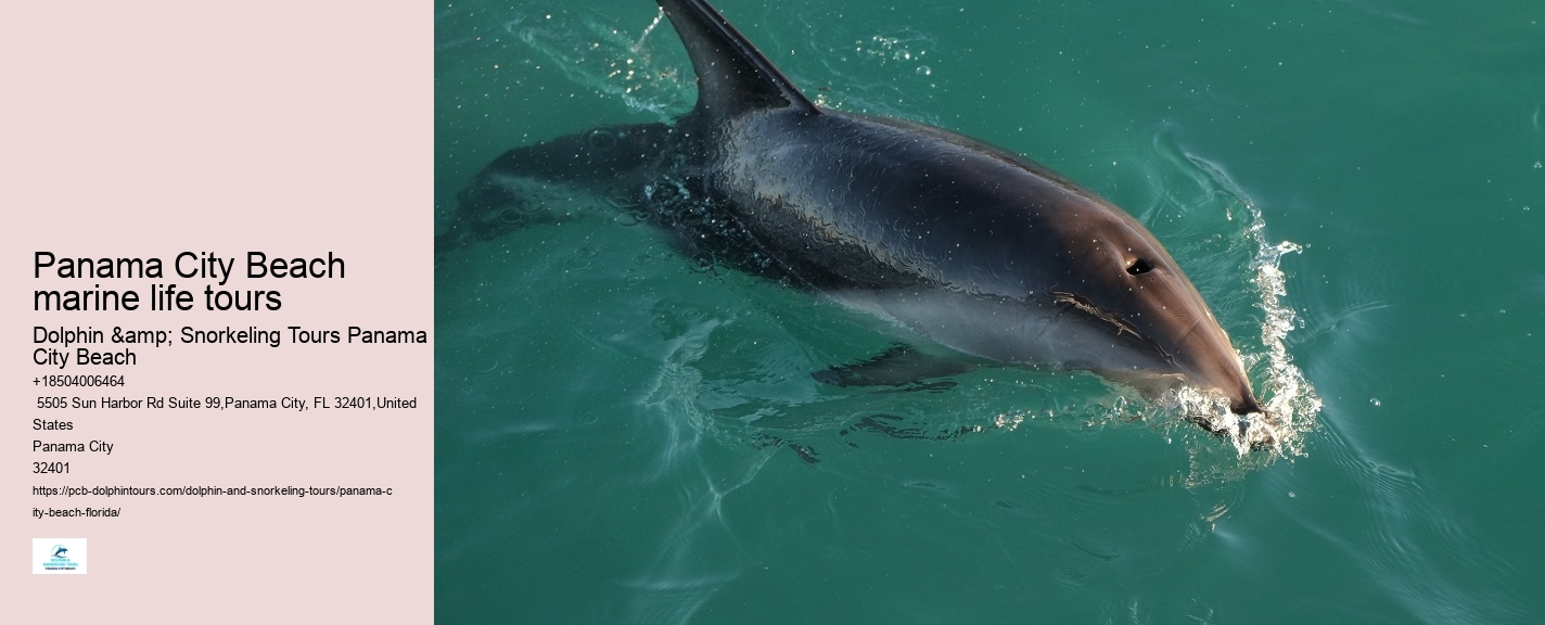 Is there a restroom on board the dolphin tour boats